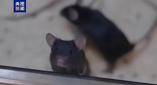 宫：太空餐桌20年的中国功夫PG电子麻将胡了舌尖上的天(图14)